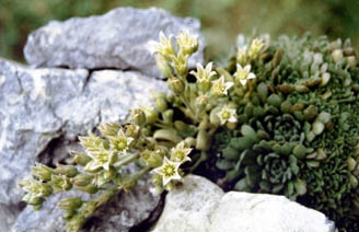 Rosularia platyphylla